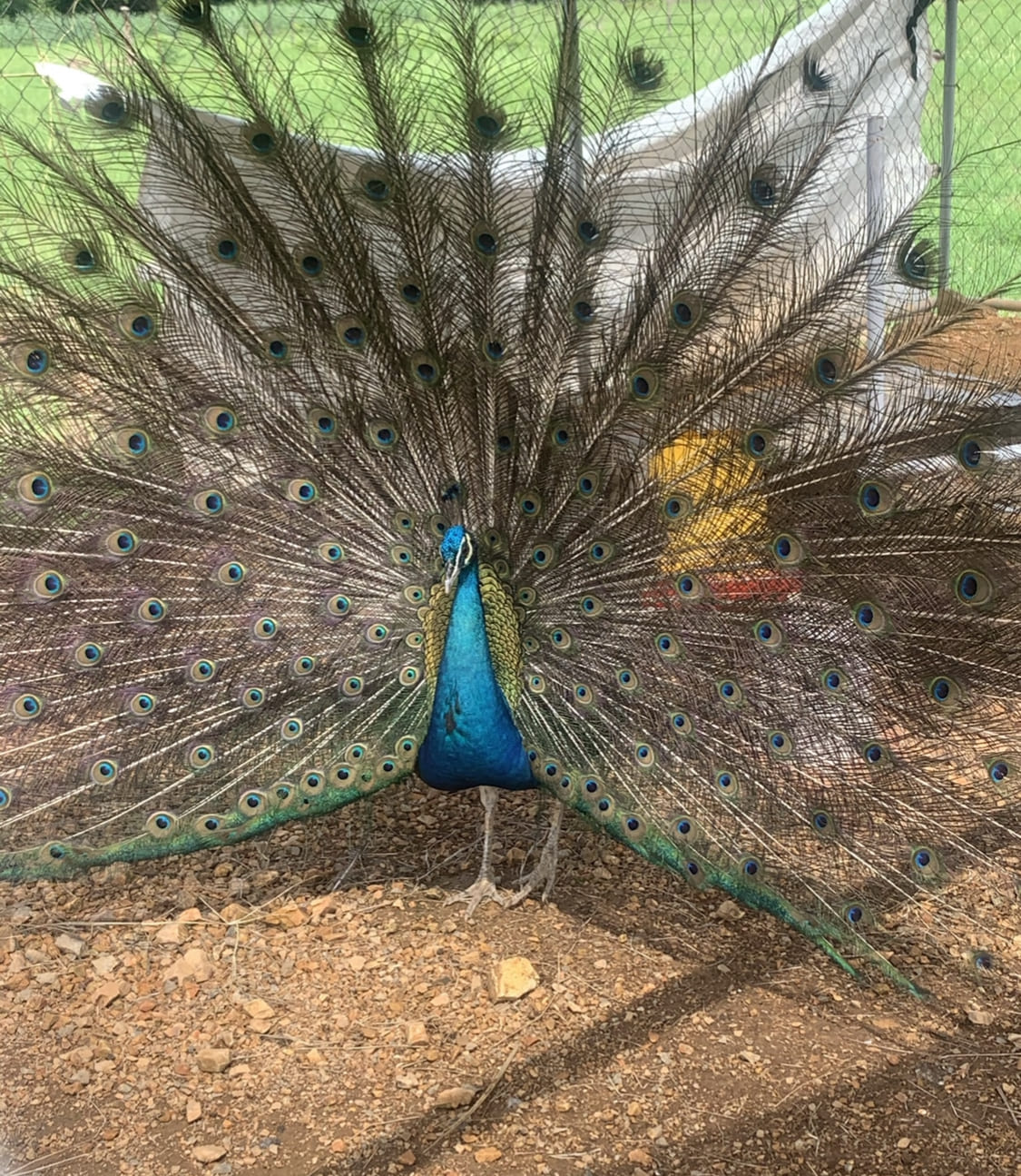 Pasadía